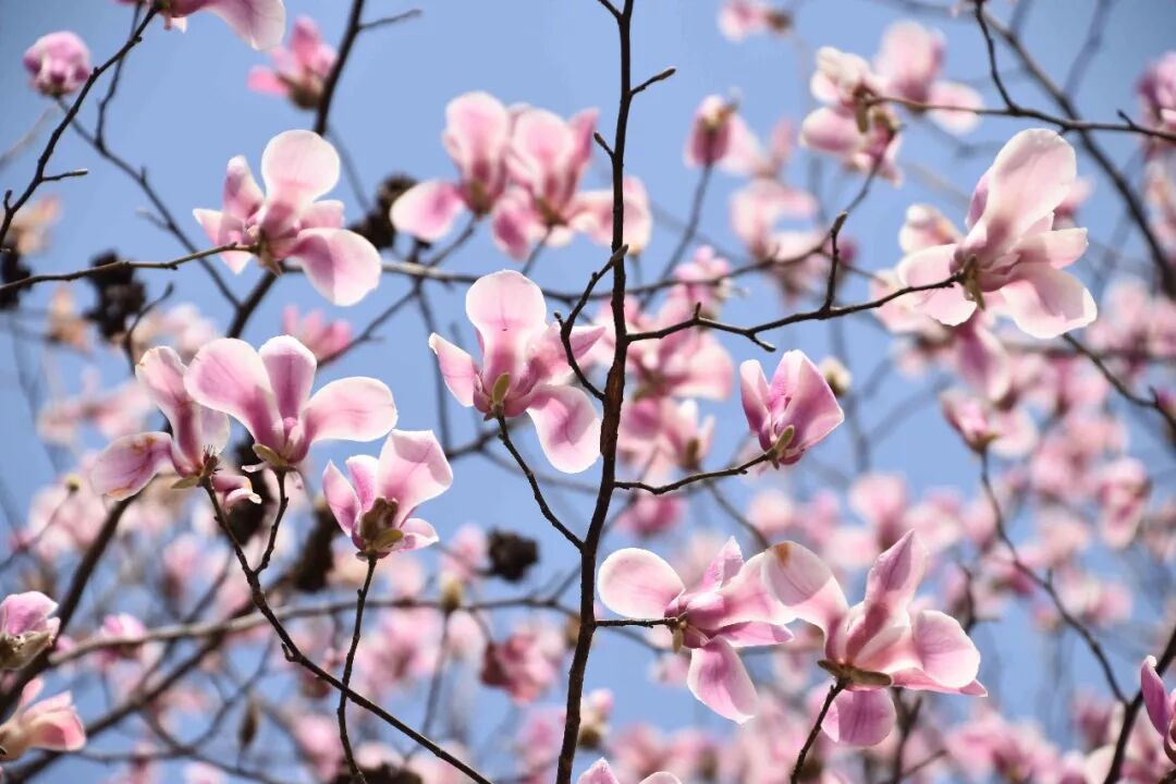 乐昌含笑是常绿还是落叶_乐昌含笑是落叶还是常绿树_含笑是落叶还是常绿