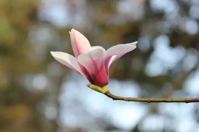 乐昌含笑是落叶还是常绿树_含笑是落叶还是常绿_乐昌含笑是常绿还是落叶