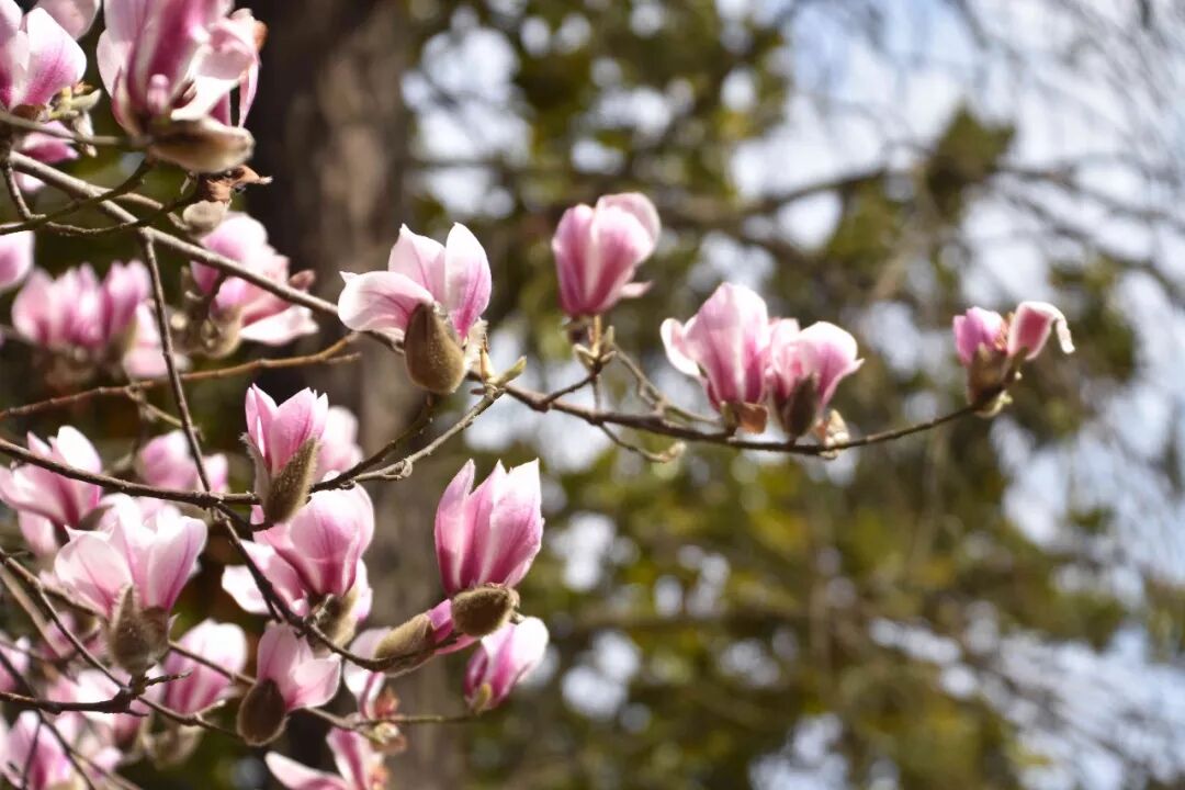 乐昌含笑是落叶还是常绿树_含笑是落叶还是常绿_乐昌含笑是常绿还是落叶