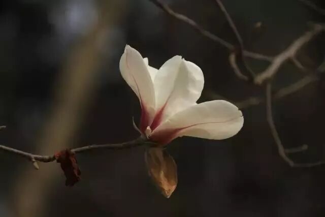 含笑是落叶还是常绿_乐昌含笑是常绿还是落叶_乐昌含笑是落叶还是常绿树