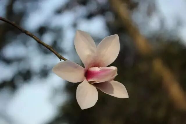 乐昌含笑是落叶还是常绿树_乐昌含笑是常绿还是落叶_含笑是落叶还是常绿