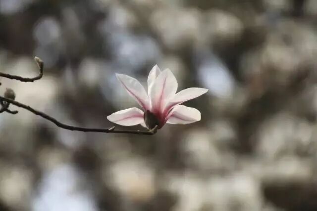 乐昌含笑是落叶还是常绿树_乐昌含笑是常绿还是落叶_含笑是落叶还是常绿