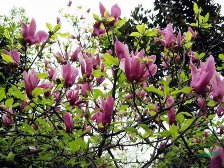 乐昌含笑是常绿还是落叶_乐昌含笑是落叶还是常绿树_含笑是落叶还是常绿