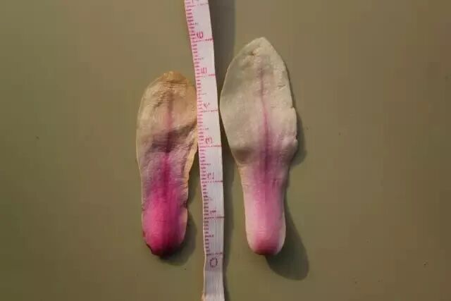 含笑是落叶还是常绿_乐昌含笑是常绿还是落叶_乐昌含笑是落叶还是常绿树