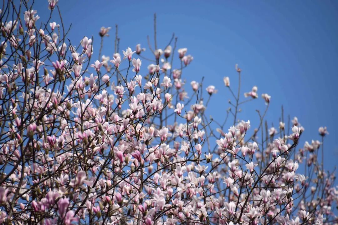 含笑是落叶还是常绿_乐昌含笑是落叶还是常绿树_乐昌含笑是常绿还是落叶