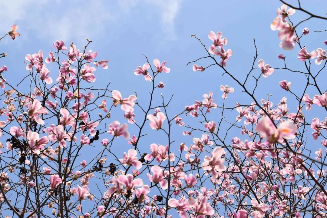 乐昌含笑是落叶还是常绿树_含笑是落叶还是常绿_乐昌含笑是常绿还是落叶