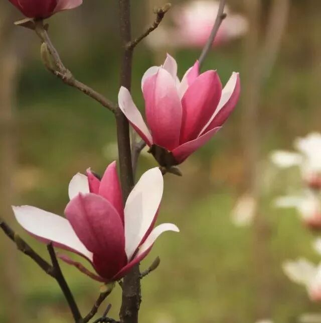 含笑是落叶还是常绿_乐昌含笑是落叶还是常绿树_乐昌含笑是常绿还是落叶