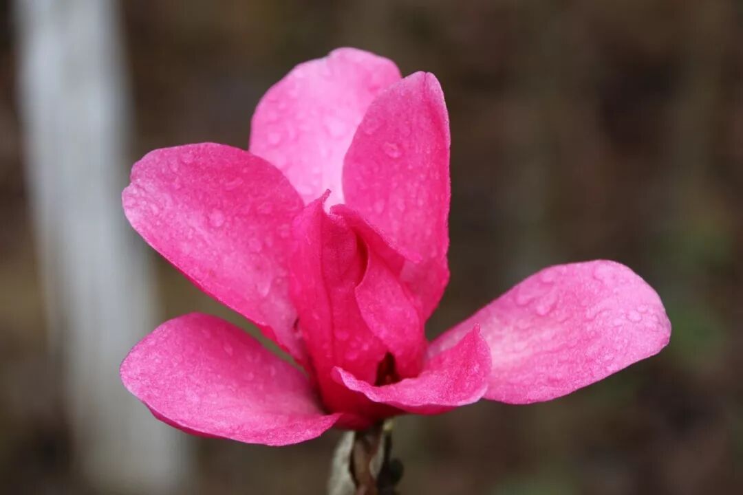 乐昌含笑是常绿还是落叶_乐昌含笑是落叶还是常绿树_含笑是落叶还是常绿