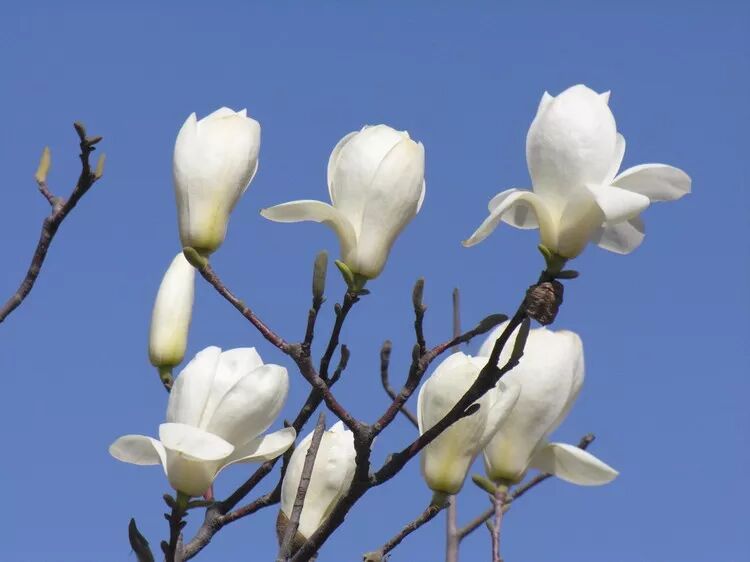 含笑是落叶还是常绿_乐昌含笑是落叶还是常绿树_乐昌含笑是常绿还是落叶