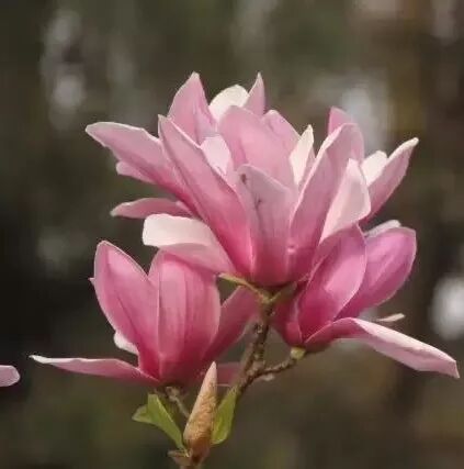 含笑是落叶还是常绿_乐昌含笑是常绿还是落叶_乐昌含笑是落叶还是常绿树