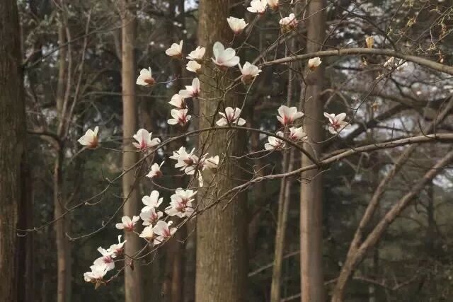 乐昌含笑是落叶还是常绿树_乐昌含笑是常绿还是落叶_含笑是落叶还是常绿
