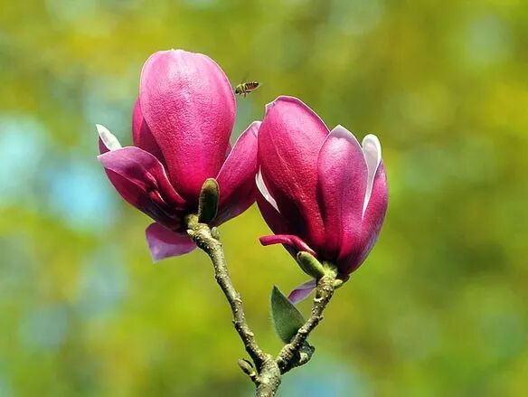 乐昌含笑是常绿还是落叶_乐昌含笑是落叶还是常绿树_含笑是落叶还是常绿