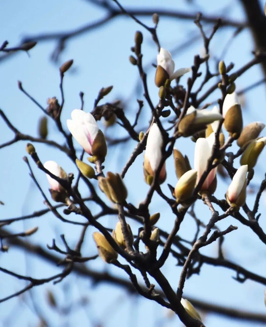 乐昌含笑是落叶还是常绿树_乐昌含笑是常绿还是落叶_含笑是落叶还是常绿