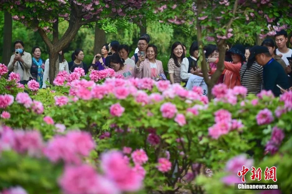 【广西头条NEWS】中国—东盟国花速览！这些花你都认识吗？