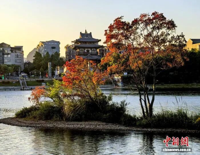 桂林進(jìn)入浪漫賞葉季