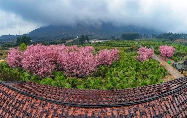 仙游县县花图片