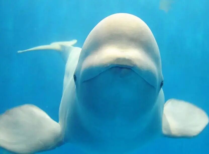 世界地球日搁浅的抹香鲸想说的话