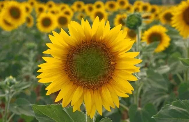 向日葵篇 二 向日葵的种植技术 下 华南苗木 微信公众号文章阅读 Wemp