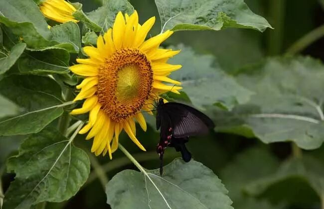 向日葵篇 二 向日葵的种植技术 下 华南苗木 微信公众号文章阅读 Wemp