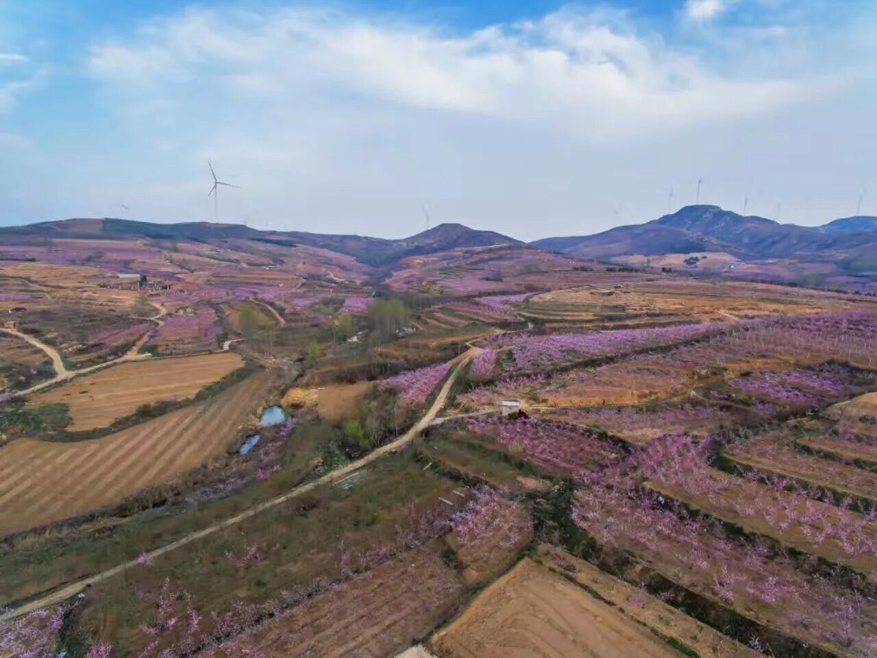 精彩莱西：建设大青岛北部绿色崛起的典范之城