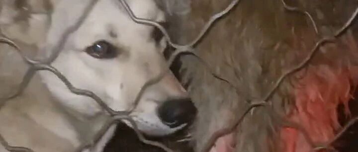 42只狗狗从狗贩手中死里逃生，急需帮助！