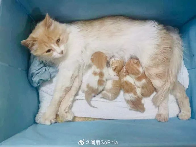 怀孕流浪猫临产前拼命爬9楼送二胎，网友：我就是传说中的接盘侠？！