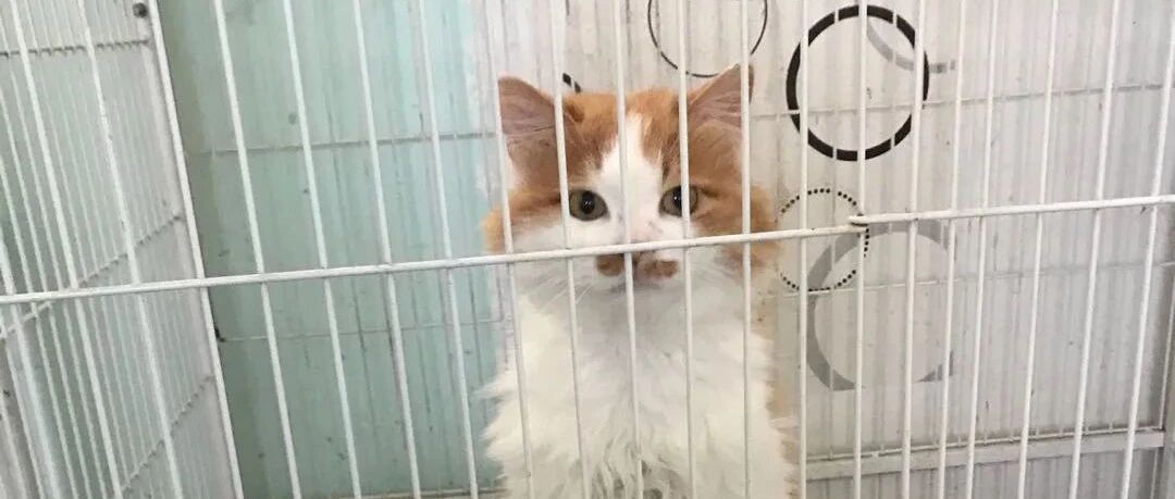 捡了只猫养一段时间后，才发现真实颜值！网友：赚翻了！