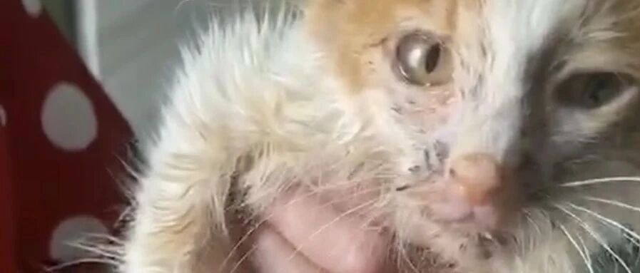 在家附近捡到一只流浪猫，洗干净后，这小模样，爱了爱了！