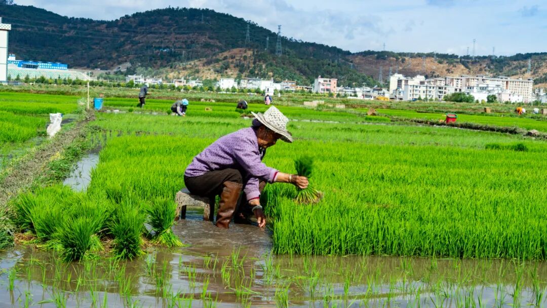 这一幅幅春耕图美了
