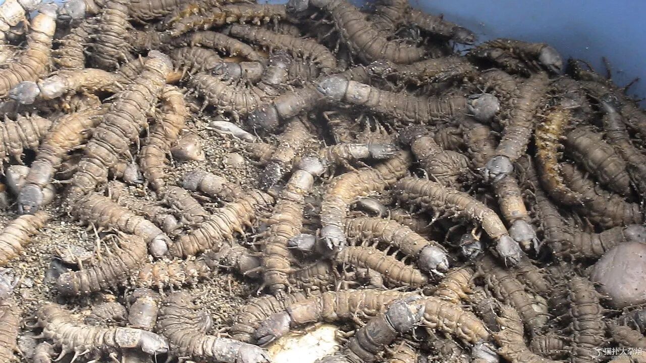 这些叶子托着的是小虾米~ 难怪说我们永胜人吃的东西奇怪,这爬沙虫你
