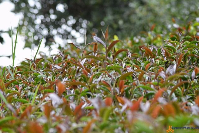 【商機】肯尼亞公司紫茶及紅茶製造項目