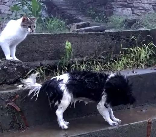 狗子不小心落水，貓咪呼人來救，貓：一起出來玩的當然要整整齊齊回去！ 寵物 第10張