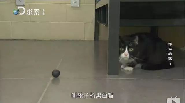 即將被安樂死的貓咪被送去監獄，不僅重獲新生，還收獲了一監獄的鏟屎官，太暖心了！ 寵物 第7張