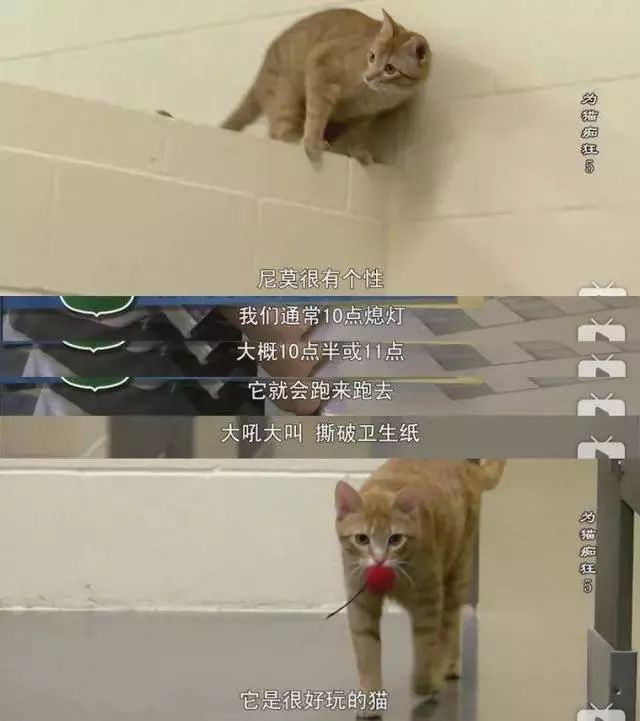 即將被安樂死的貓咪被送去監獄，不僅重獲新生，還收獲了一監獄的鏟屎官，太暖心了！ 寵物 第10張