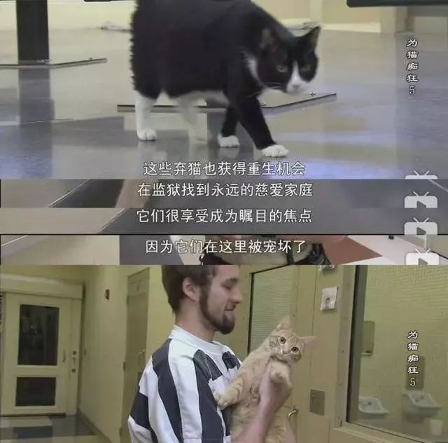 即將被安樂死的貓咪被送去監獄，不僅重獲新生，還收獲了一監獄的鏟屎官，太暖心了！ 寵物 第15張