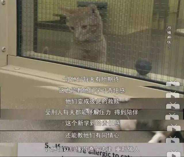 即將被安樂死的貓咪被送去監獄，不僅重獲新生，還收獲了一監獄的鏟屎官，太暖心了！ 寵物 第14張