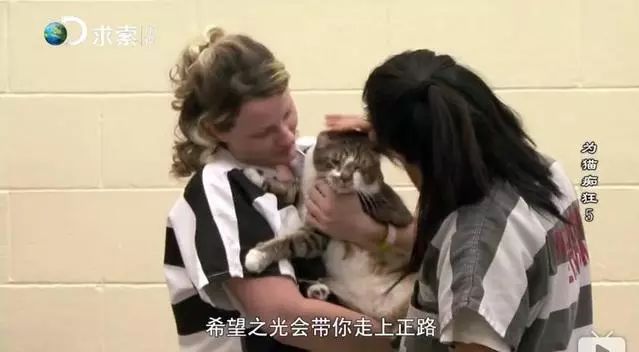 即將被安樂死的貓咪被送去監獄，不僅重獲新生，還收獲了一監獄的鏟屎官，太暖心了！ 寵物 第25張