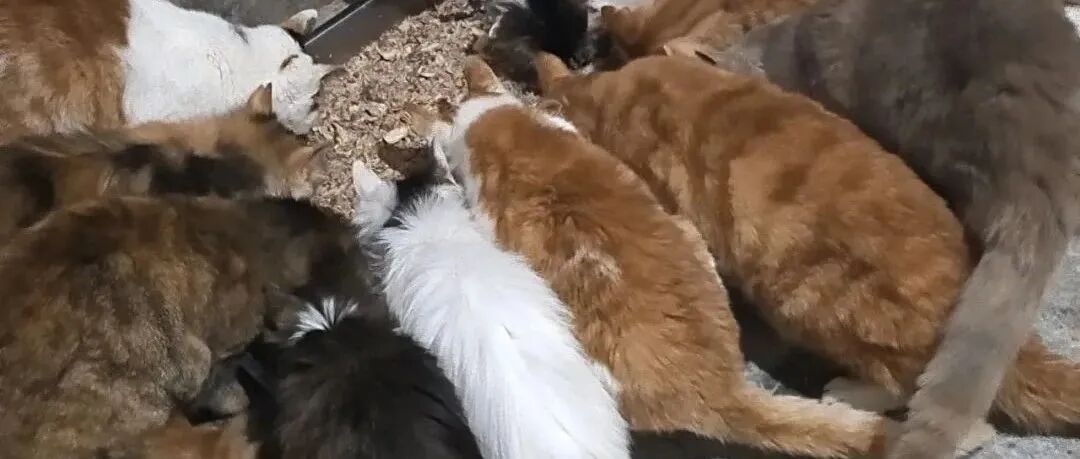 SOS！500多只流浪猫狗已经断粮多日，急需援助！