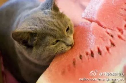 貓偷吃西瓜被發現，男子將貓拎起來時，不由得笑噴！貓咪到底能不能吃西瓜？ 寵物 第13張