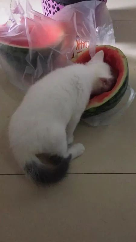貓偷吃西瓜被發現，男子將貓拎起來時，不由得笑噴！貓咪到底能不能吃西瓜？ 寵物 第5張