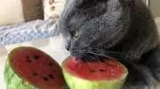 貓偷吃西瓜被發現，男子將貓拎起來時，不由得笑噴！貓咪到底能不能吃西瓜？ 寵物 第17張