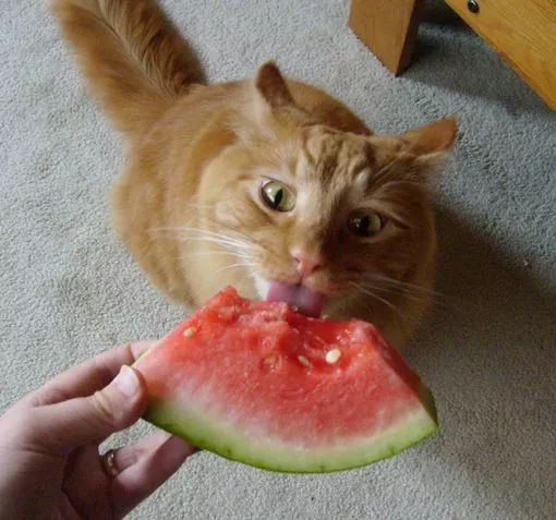 貓偷吃西瓜被發現，男子將貓拎起來時，不由得笑噴！貓咪到底能不能吃西瓜？ 寵物 第18張