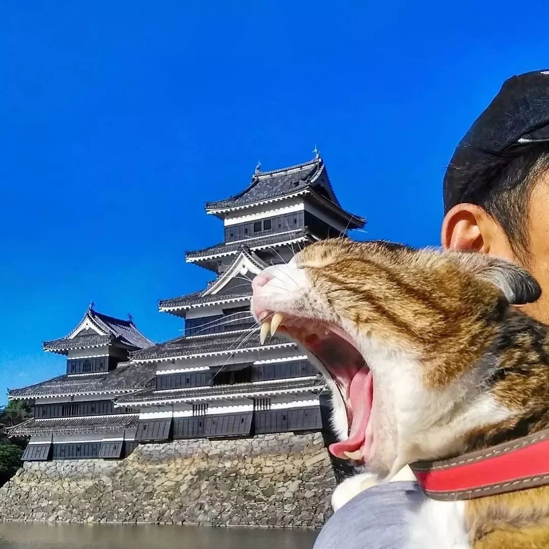 人不如貓系列，一個人兩隻貓8年、環遊日本1000多個景點！看完我酸了！ 寵物 第16張