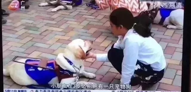 央视关于怀孕养宠物_央视辟谣怀孕不能养宠物_央视辟谣怀孕不能养宠物原文