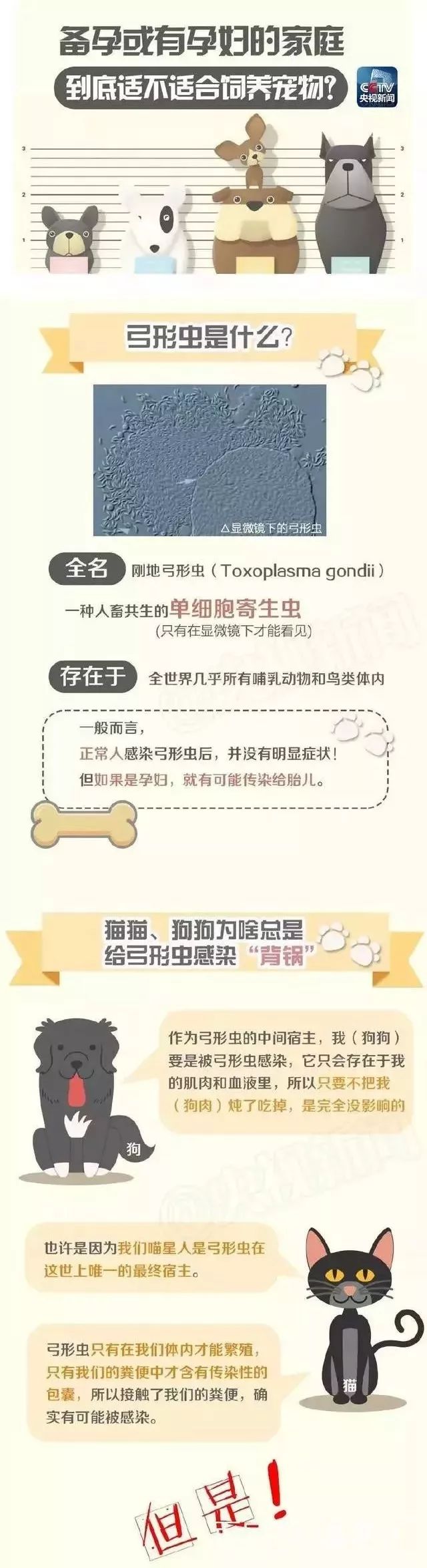 央视辟谣怀孕不能养宠物原文_央视关于怀孕养宠物_央视辟谣怀孕不能养宠物