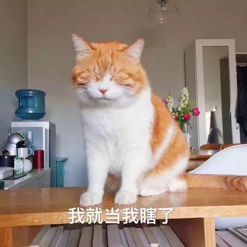 央视关于怀孕养宠物_央视辟谣怀孕不能养宠物原文_央视辟谣怀孕不能养宠物