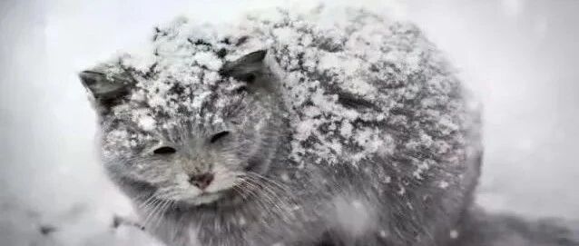 请八方支援！寒冬将至，几百只流浪猫狗食难果腹，谁来帮帮它们！