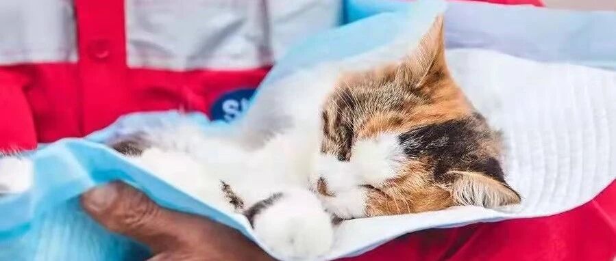 来自一位僧人的求助：8000只流浪猫狗随时可能断粮，大家一起帮帮它们吧！