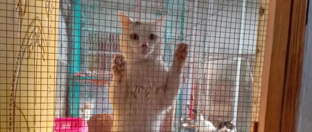 异常艰难！烈日炎炎，数百只流浪猫狗即将断粮，急需援助！