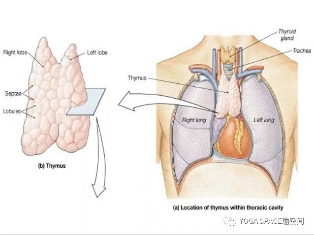 小鼠胸腺图图片
